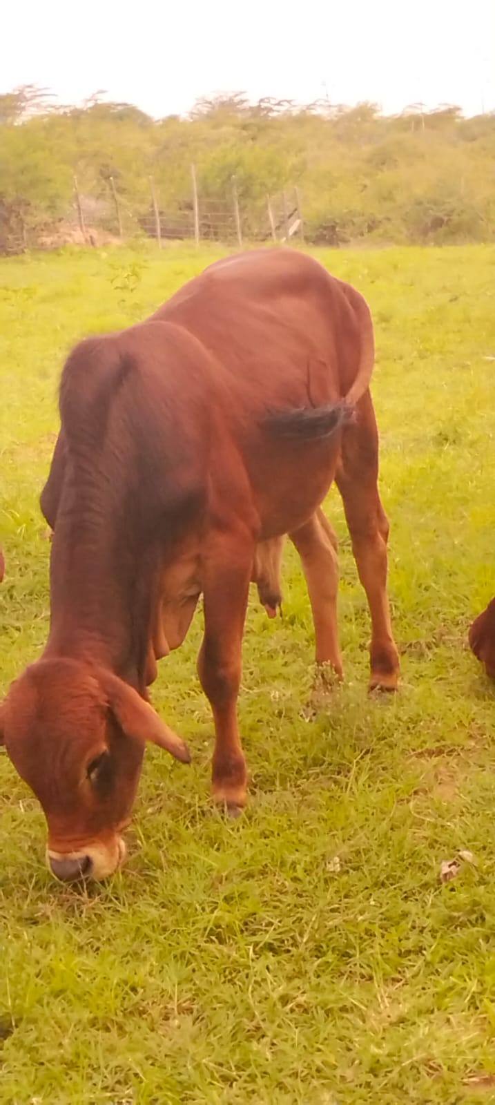 Small bull on farm visit trail