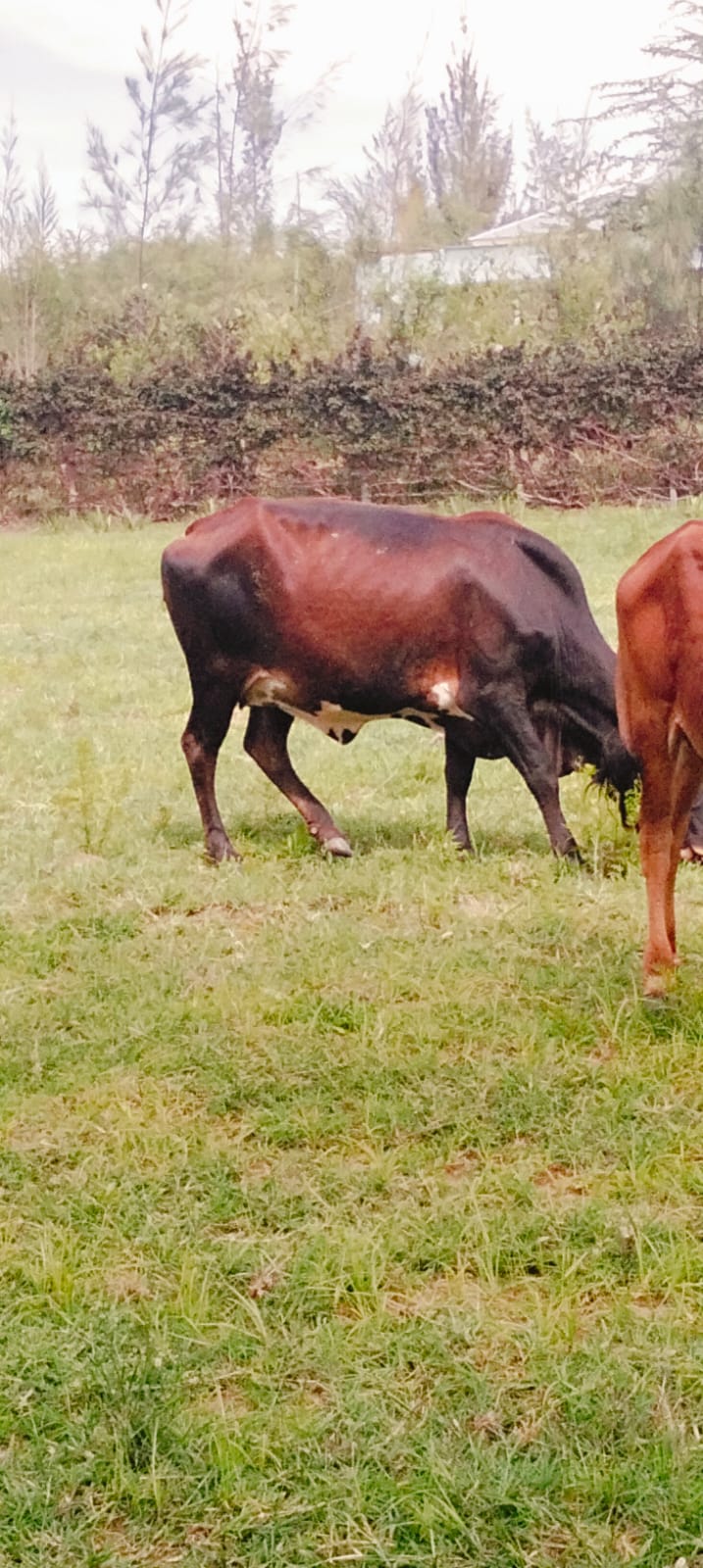 Farm cattle during experience tour